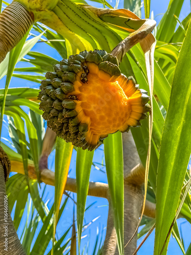 Fruit mûr du vacoa Pandanus, île de la Réunion  photo