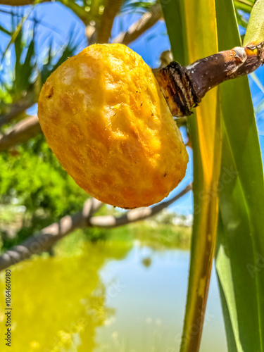 Pomme du pimpin, fruit mûr du vacoa pandanus  photo