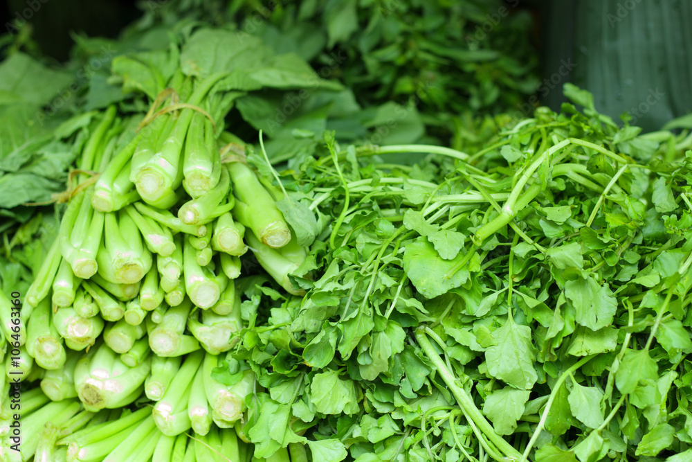 Fresh green mustards , caisim, sawi hijau on the market Fresh green mustards , caisim, sawi hijau on the market