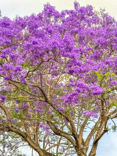 Gros plan sur Jacarandas fleuris