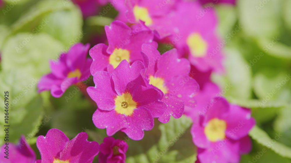 Flowers primrose julia or primula juliae. Spring, may. Family pervotsvetnye. Flowers primrose julia or primula juliae. Spring, may. Family pervotsvetnye.
