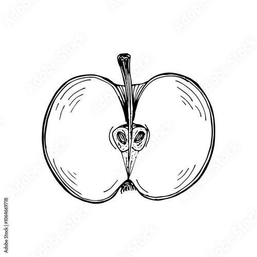 Apple fruit sketch outline illustration. Simple doodle drawing in engraving style. Hand drawn vector line art clipart isolated on white background