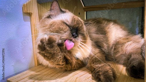 A beautiful cat licks its paws in an adorable, playful pose, showcasing its grooming behavior.