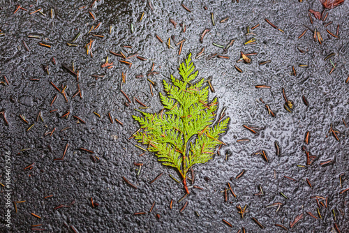 Western Red Cedar branch on wet pavement, Olympic National Park, Washington State.