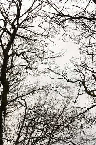 Low angle view of a leafless tree in winter, WA, USA. photo