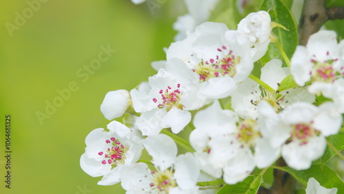 Beautiful nature scene with blooming tree. Beautiful white blooming pear tree. Close up.