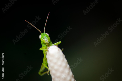 a green and yellow grasshopper perched on a leaf, close-up photo and video