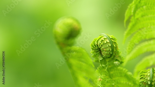 Fresh green young wild ferns plantation bud in spiral form. Natural floral fern. Rack focus.