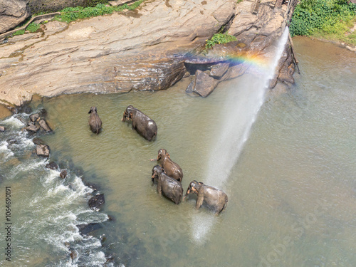 Elephants of Pinnawala elephant orphanage bathing in river, Sri Lanka photo