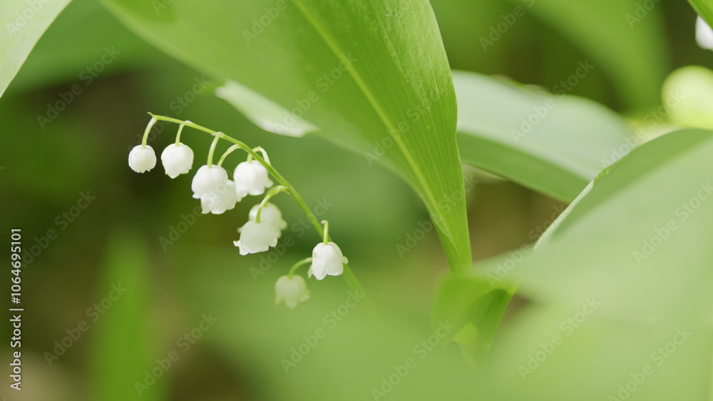 Obraz premium Flowers of lily of valley. Delicate fragrant flower bloomed. Convallaria majalis. Slow motion.
