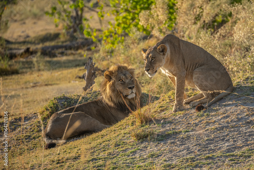 Big lion lying on savannah grass. Landscape with characteristic trees on the plain and hills in the background photo