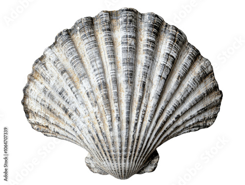 Intricate seashell with textured ridges, rough edges, showcasing natural marine beauty and unique oceanic patterns.