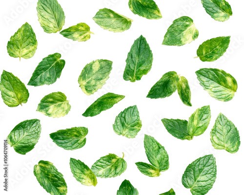 Vibrant green mint leaves showcasing rich texture and freshness, perfect for culinary use or herbal remedies.