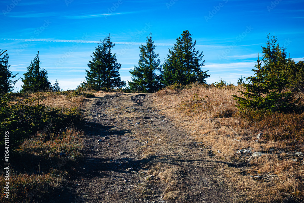 A winding dirt path through a serene landscape of pine trees under a clear blue sky in the early afternoon A winding dirt path through a serene landscape of pine trees under a clear blue sky in the early afternoon