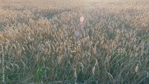 Traditional farming. Yellow wheat stalks. Golden ears of wheat in a field. Wheat ears on light wind at sunny day. Wide shot. photo