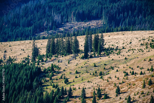 Spruce trees growing on dry meadow in apuseni mountains, romania photo