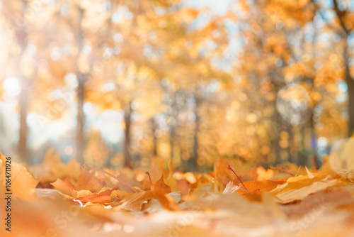 Fotografi Blurred orange autumnal park background