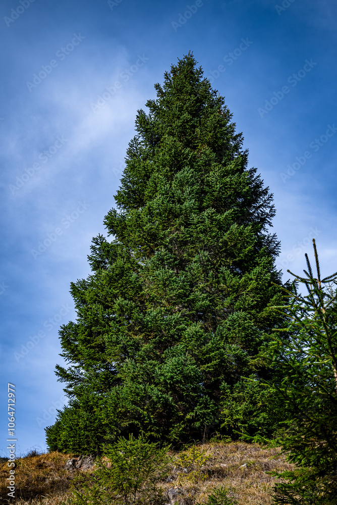 Majestic evergreen pine tree reaching for the sky in apuseni mountains Majestic evergreen pine tree reaching for the sky in apuseni mountains