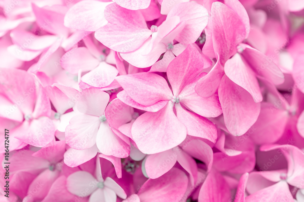 Pink flowers close up. Bouquet of purple flowers. City flower beds, a beautiful and well-groomed garden with flowering bushes. Pink flowers close up. Bouquet of purple flowers. City flower beds, a beautiful and well-groomed garden with flowering bushes.