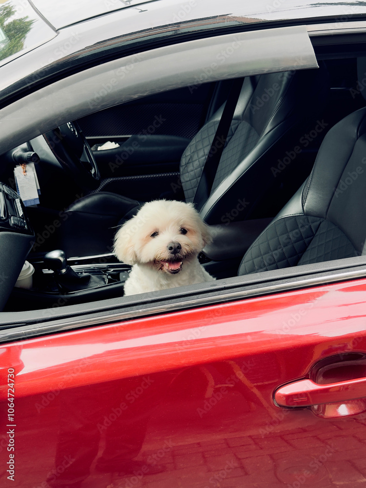 Cute dog inside car window looking outside Cute dog inside car window looking outside