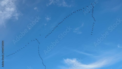 Video d'oiseau migrateur effectuant leur migration dans un ciel bleu. 