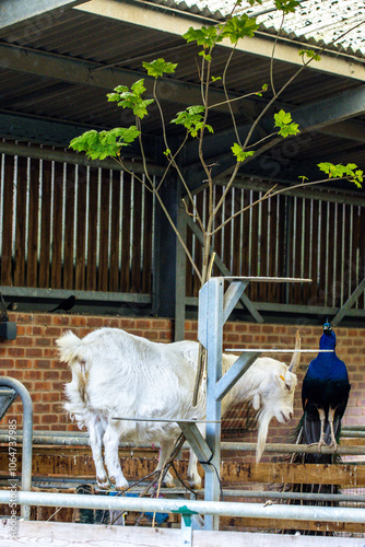 Goats Are Often Seen As Funny But Also A Greedy Animal Eating Anything