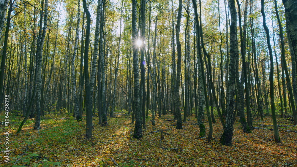 Obraz premium Colourful autumn forest trees in sun. Autumn forest panorama in sunlight. Timelapse.