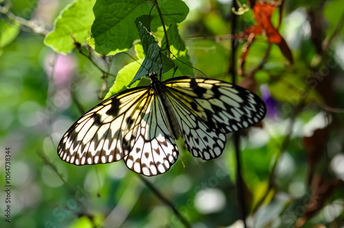 Beautiful butterfly met in Thailand