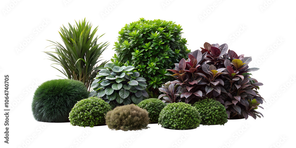 Collection of Tropical Shrubs and Foliage Plants, Perfect for Garden and Landscaping Design