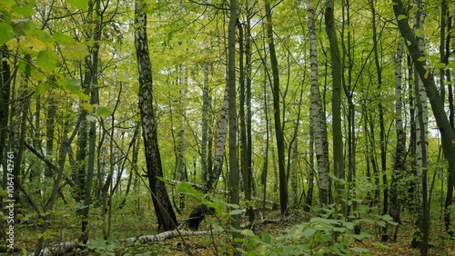 Autumn with leaves falling from trees. Autumn yellow leaves forest nature day light cloudy. Static view.