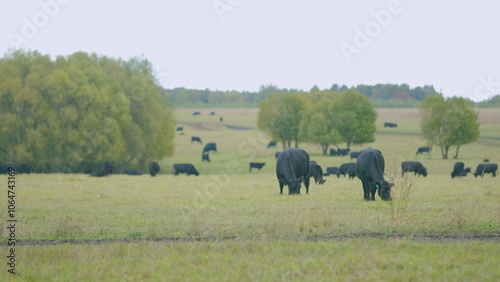 Black angus beef cow. Cow on a green summer pasture. Black cows stand grazing on meadow field. Real time.