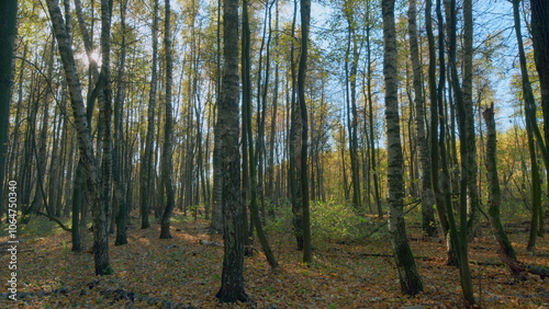 Sunlight sunrays shine through woods. Autumn forest in vibrant warm colors with sun shining through trees. Timelapse.