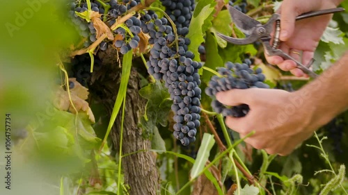 Harvesting grape vines cutting slow motion