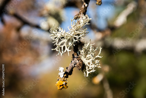 Iceland moss lichen on tree branch closeup photo