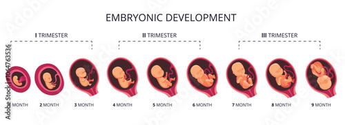 Embryo month stage growth, fetal development vector flat infographic icons. Medical illustration of foetus cycle from 1 to 9 month to birth and combined into trimesters