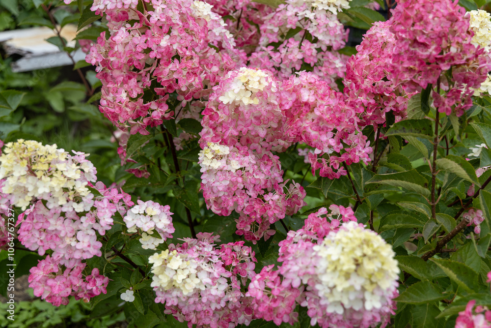 Hydrangea paniculata sort Fraise Melba hydrangea with pink flowers blooms in the garden in summer Hydrangea paniculata sort Fraise Melba hydrangea with pink flowers blooms in the garden in summer