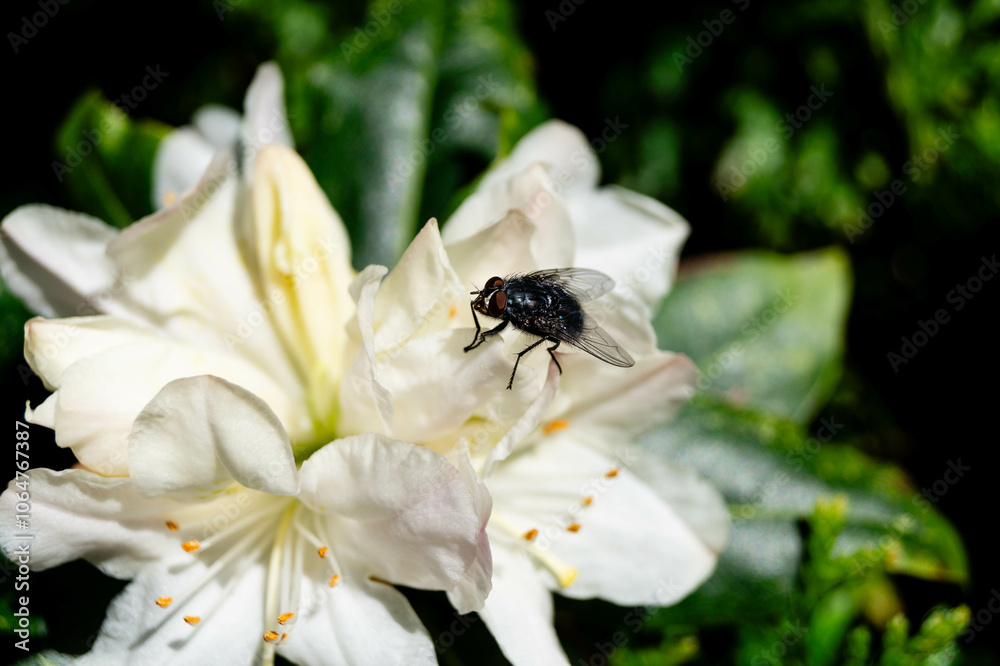 Blühender Rhododendron im heimischen Garten
