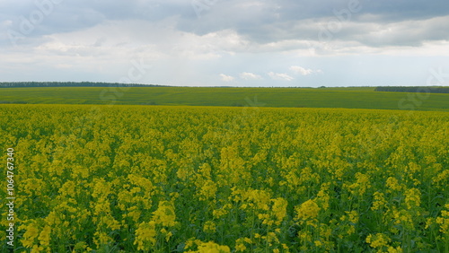 Rapeseed In Agricultural Field In Summer. Beautiful Blooming Rapeseed Field Blue Sky In Springtime. Canola Background Blue Sky.