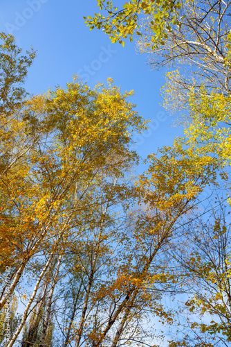 The sky is blue and the trees are yellow