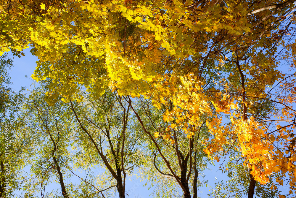 The trees are full of yellow leaves and the sky is blue The trees are full of yellow leaves and the sky is blue