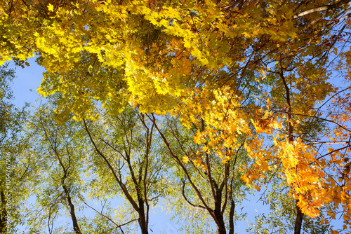 The trees are full of yellow leaves and the sky is blue