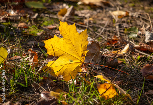 A leaf is laying on the ground in a field