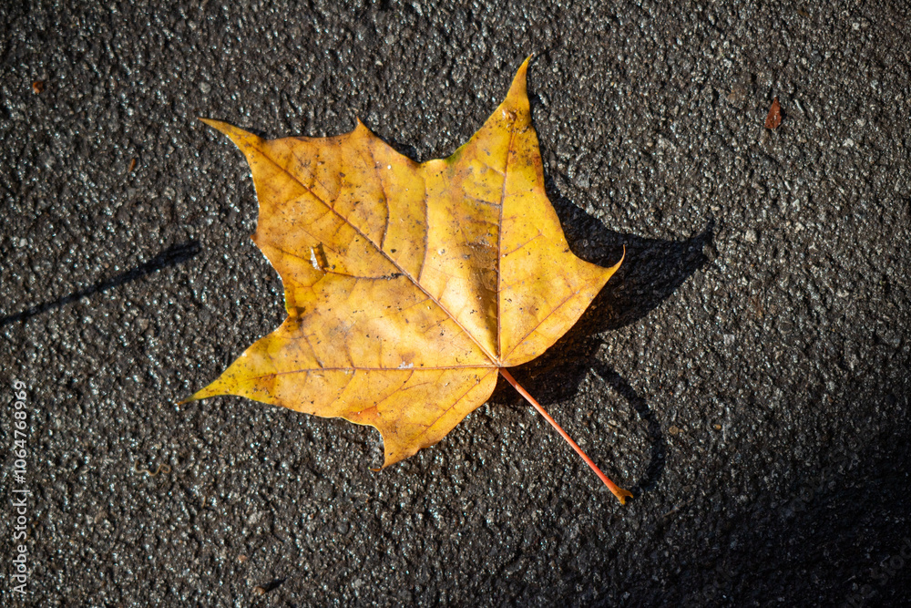A leaf is laying on the ground, and it is yellow A leaf is laying on the ground, and it is yellow