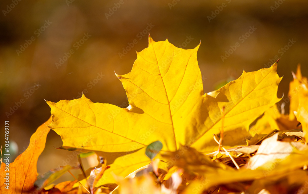 A leaf is on the ground and it is yellow A leaf is on the ground and it is yellow