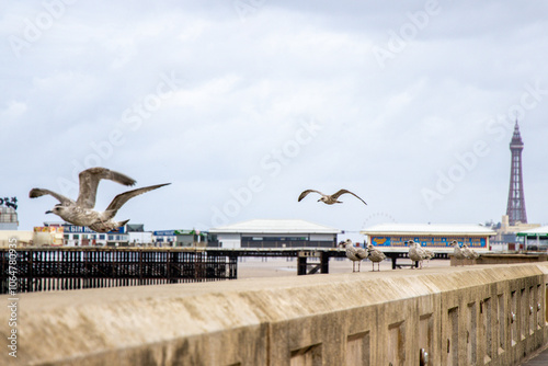 The Seagull Is A Large Bird Often Seen At The Seaside Trying To Steal Food Etc From People
