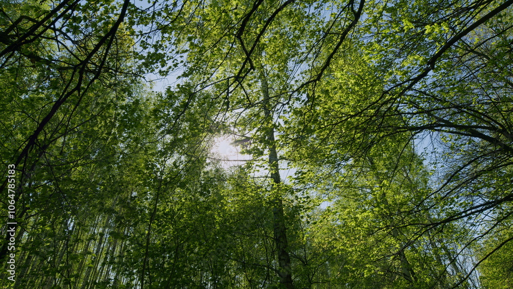 Obraz premium Deciduous Tree Branches In Warm Weather On A Sunny Day. Summer Mood In Forest With A View To Top To Sky.