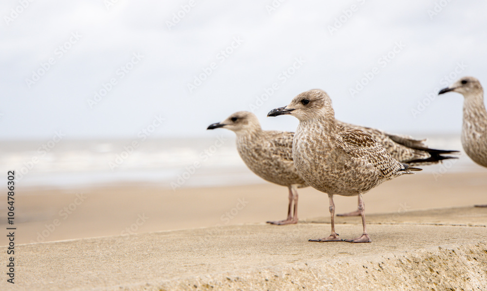 Obraz premium The Seagull Is A Large Bird Often Seen At The Seaside Trying To Steal Food Etc From People