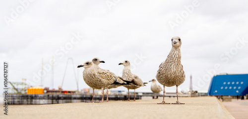 The Seagull Is A Large Bird Often Seen At The Seaside Trying To Steal Food Etc From People