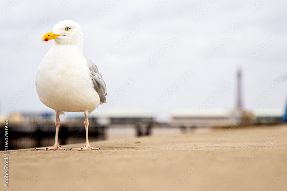 Obraz premium The Seagull Is A Large Bird Often Seen At The Seaside Trying To Steal Food Etc From People