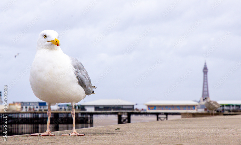 Obraz premium The Seagull Is A Large Bird Often Seen At The Seaside Trying To Steal Food Etc From People